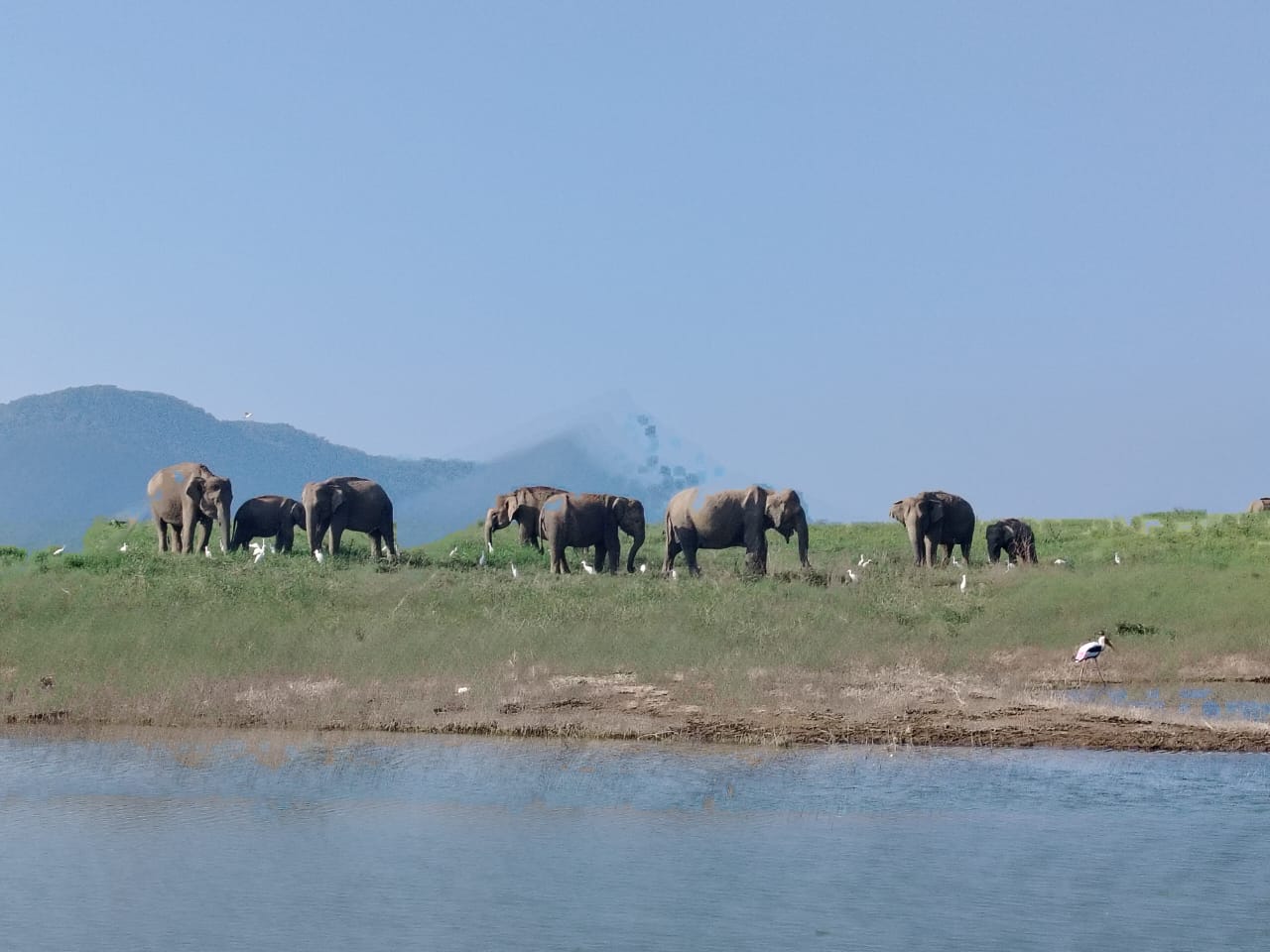 Elephants