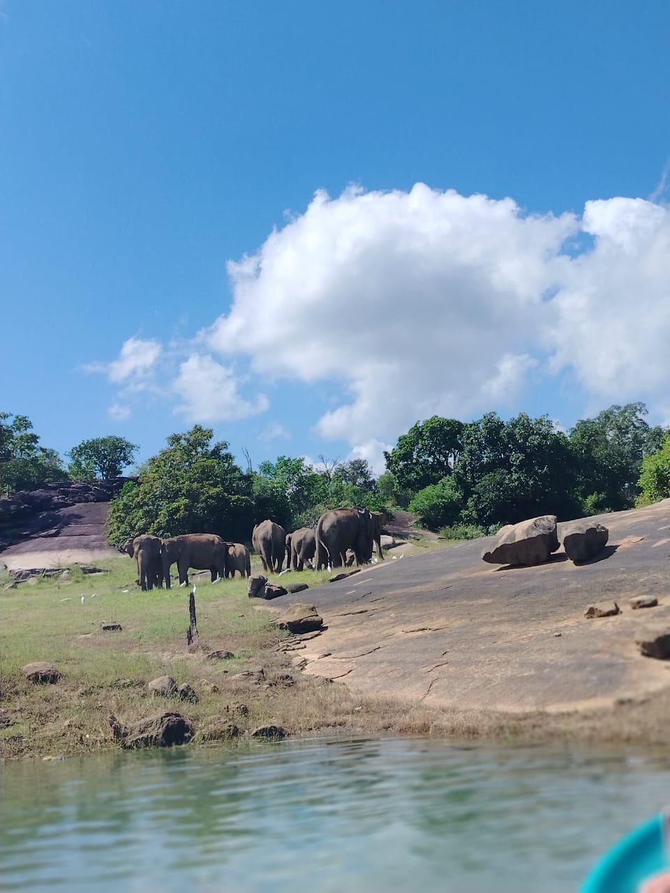 Elephants