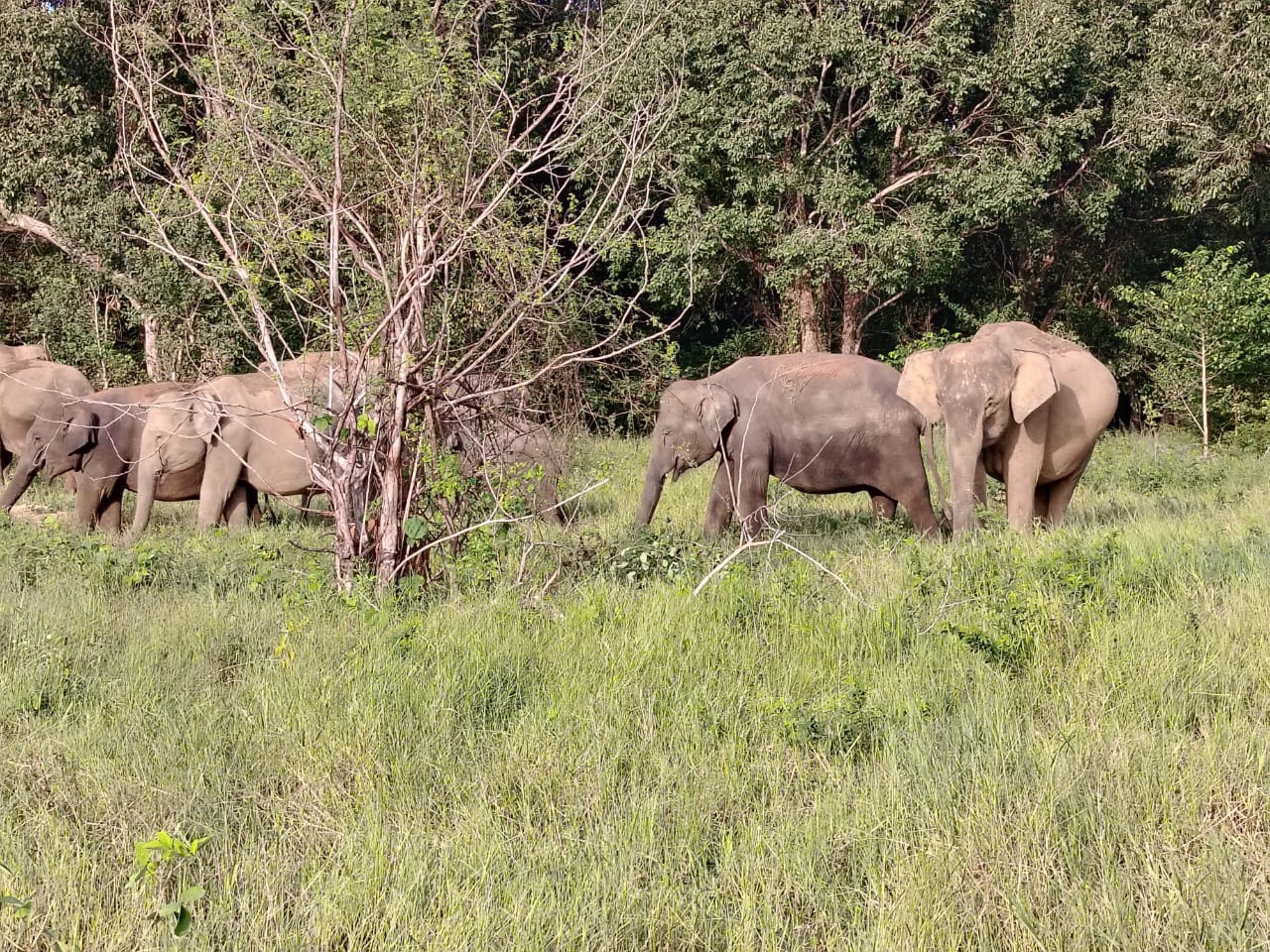 Elephants