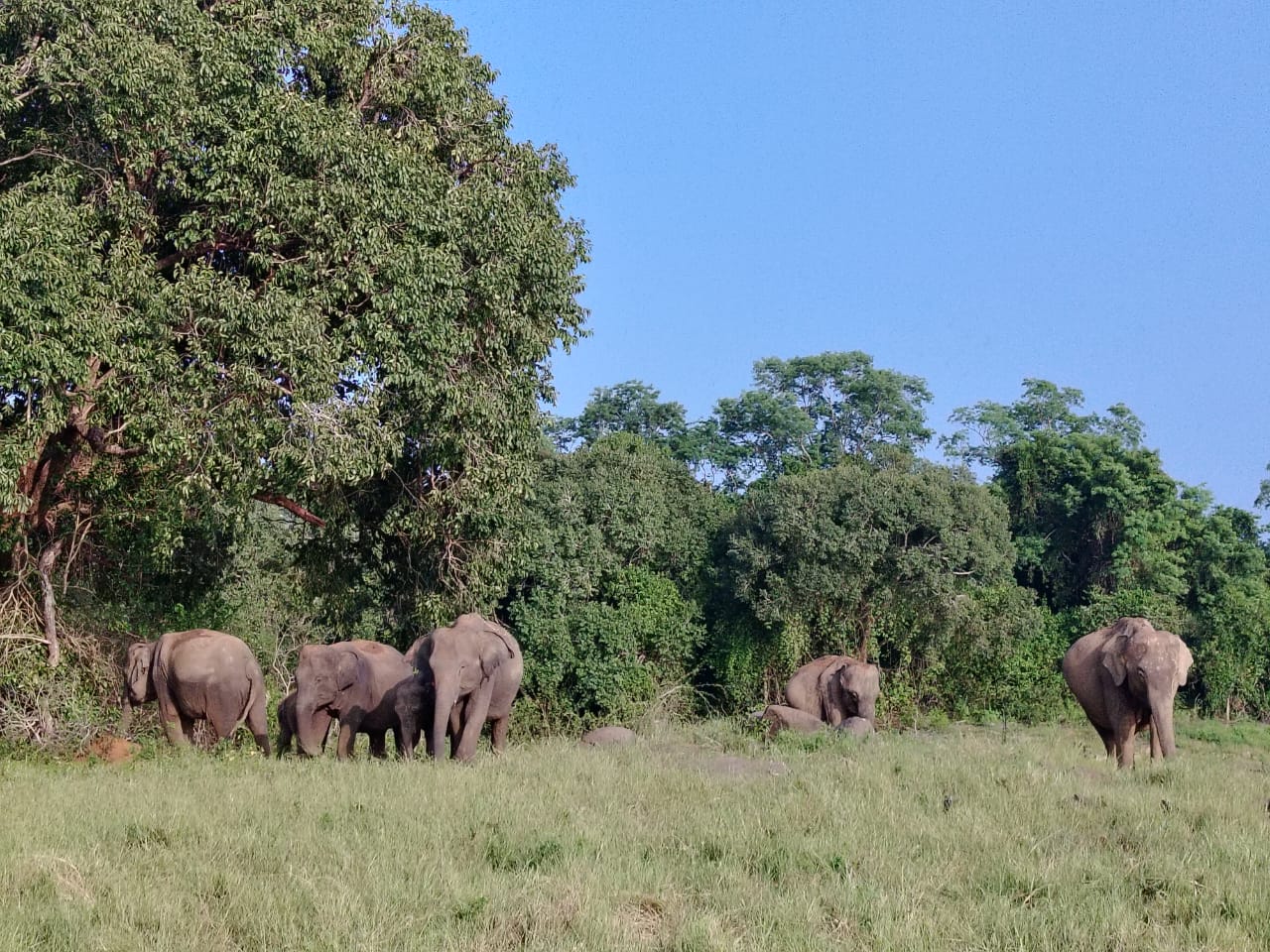 Elephants