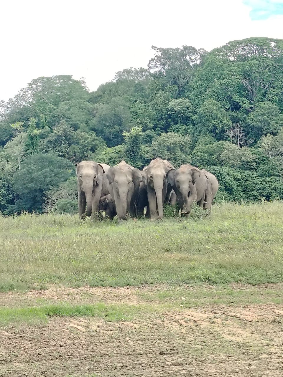 Elephants