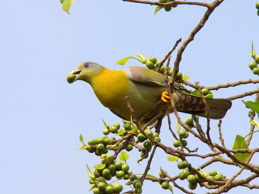 Yellow-footed Green Pigeon